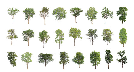 Wall Mural - Set of Isolated trees on white background , The collection of trees