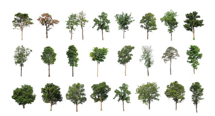Wall Mural - Set of Isolated trees on white background , The collection of trees