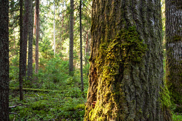 Fototapeta neckera pennata growing on an aspen bark in an old-growth forest. neckera pennata is a species of moss belonging to the family neckeraceae.	