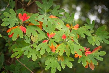 a common sassafras (sassafras albidum) in october with the leaf just starting to turn colors.