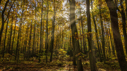 Wall Mural - Herbstlandschaft