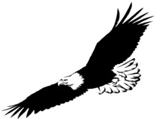 Black And White Linear Paint Draw Eagle Bird Illustration