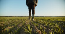  Farmer Walks Through A Young Wheat Green Field. Bottom View Of A Man Walking In Rubber Boots In A Farmer's Field, Blue Sky Over Horizon. Human Walking On Agriculture Field