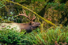 A Roosevelt Elk In The Olympic National Park