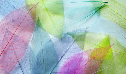 Wall Mural - macro leaves background texture blue, green, pink color. transparent skeleton leaves. colorful paste