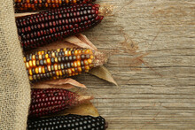 Decorative Indian Corn With Husks. Multi Colored Flint Corn On Wooden Background With Copy Space.