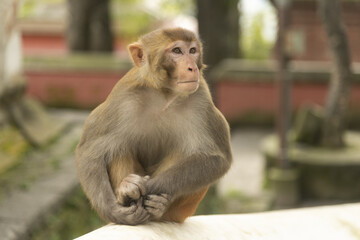 Wall Mural - Close-up shot of a cute funny adorable macaque sitting and looking awayduring the daytime