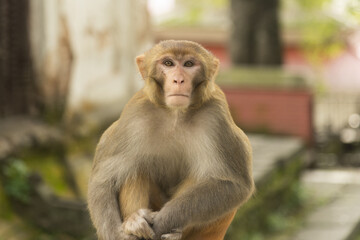 Sticker - Close-up shot of a cute funny adorable macaque sitting and looking at a camera during the daytime