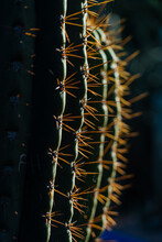 Cactus Spikes In Daylight