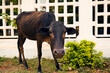 © Oliver Reimann/Stocksy - Skinny Cow