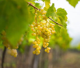  White grapes hanging from the vine