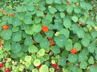 red and green leaves