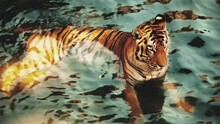 Asian Or Bengal Tiger Lies Relaxed In Water To Keep Cool. Year Of The Tiger Design Idea.