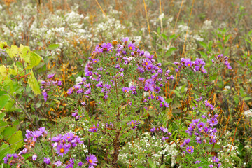 Wall Mural - Autumn wildflowers.