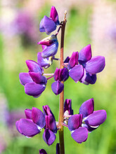 A Purple Lupin Inflorescence In The Park