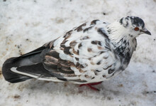 Spotted Pigeon Standing In The Snow