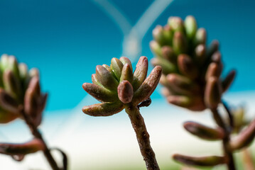 Poster - Selective focus shot beautiful succulent plants.