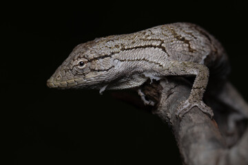 Brazilian Bush Anole (Polychrus acutirostris)