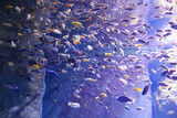 Fototapeta  - ocean i ryby