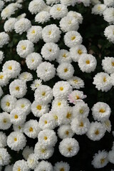 Wall Mural - White flowers of Chrysanthemum in full bloom
