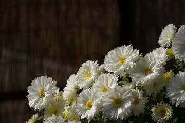 Wall Mural - white flowers of chrysanthemum in full bloom