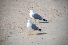 Two Seagulls On A Sandy Beach
