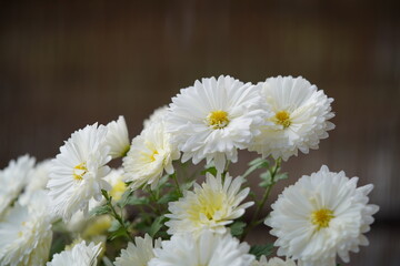 Wall Mural - white and light cream flowers of chrysanthemum in full bloom