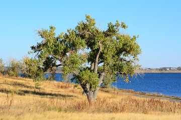 Eastern cottonwood tree or Populus deltoide on edge of lake with dry golden autumn grasses