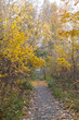 Path in the autumn wood