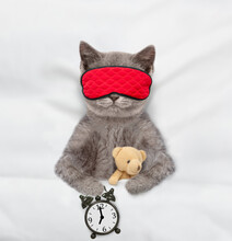 Cozy Tabby Kitten Hugs Toy Bear And Sleeps In Sleeping Mask Under Blanket On A Bed At Home With Alarm Clock. Top Down View