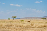 Fototapeta Sawanna - Lioness in african savanna, wild animals in Africa
