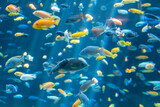 Fototapeta  - Fish and landscape in the aquarium