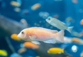 Fish and landscape in the aquarium