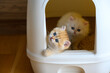 Kittens are playing in the cat toilet, two cats play naughty in the cat litter box, learning to pee and poop. The golden and white British Shorthair cat is cute.