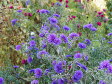 Aster Novi-belgii | Blue Fall Aster Very Double Blossoms Like Pompoms On Green Foliage, Prolific Blooming In Gardens