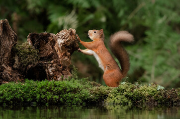Poster - A close up of a red squirrel standing on its back legs against an old tree trunk