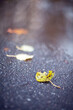 Closeup Yellow autumn leaves lying in a puddle on a blurred background.