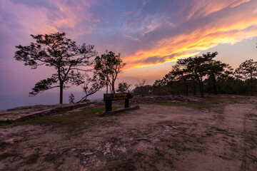 Wall Mural - the view on phu kradueng mountain, loei province, the view of the tall pine trees beautiful winter s