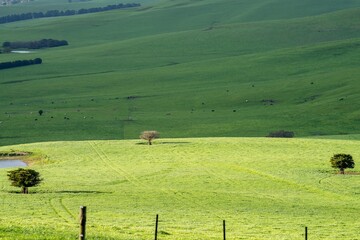 Wall Mural - organic, regenerative, sustainable agriculture farm producing stud wagyu beef cows. cattle grazing in a paddock. cow in a field on a ranch
