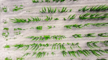 Wall Mural - Vertical aerial view of the planting of the young hops