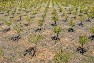 Sticker - Aerial view of young Olive grove Spain