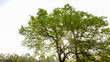 © Jayant K - Beautiful huge tree and morning sunlight.