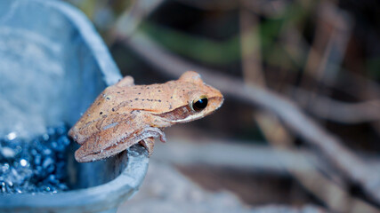 Indian Frog resting in day light