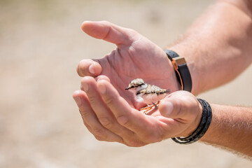 A nestling in the hands of a person, the concept of protecting care and kindness. Partridge chick close up. Defenseless pets.