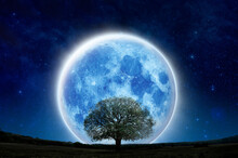 Super Full Moon With Silhouette Tree At Night Sky On Mountain Forest. Lone Moon And Tree Show Live Alone, Halloween And Save Nature. Silhouette Tree On Green Grass Field With Big Blue Moon In Panorama