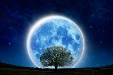 super full moon with silhouette tree at night sky on mountain forest. lone moon and tree show live a
