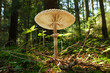 Ein Pilz steht im Wald auf dem herbstlichen Waldboden - dahinter ragen die Nadelbäume empor