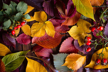 Poster - Autumn background, red, yellow, green leaves on a wooden brown background	