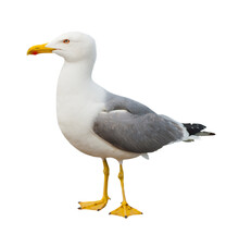 Seagull, Isolated On White Background