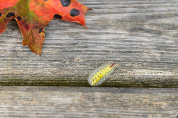 Wall Mural - Calliteara pudibunda, autumn leave on wooden background